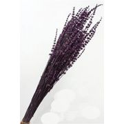 Сухоцвет Лаванда 50-60 см, стабилизированная, фиолетовая 100 гр.